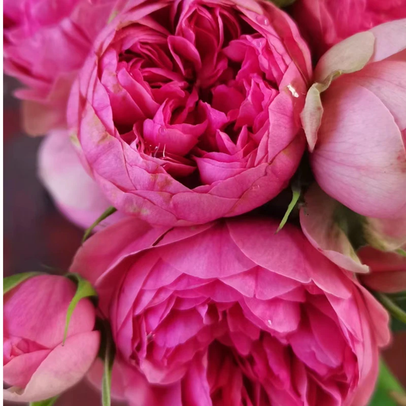 微型阳台月季枫叶玫瑰盆栽植物多季开花抗病性好扦插苗