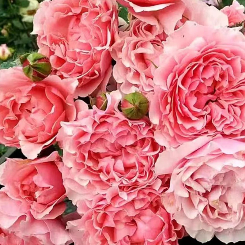 星斗/或星庭院阳台种植盆栽植物勤花丰花抗性强