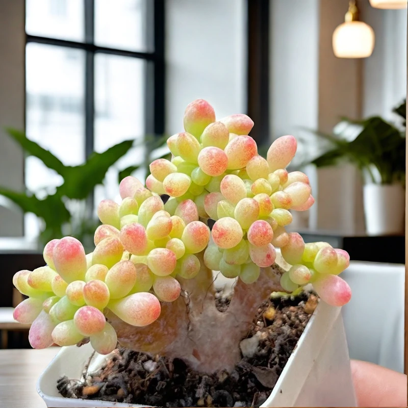 乙女心缀化迷你小盆栽新手好养组合肉肉花卉绿植多肉植物精品控养
