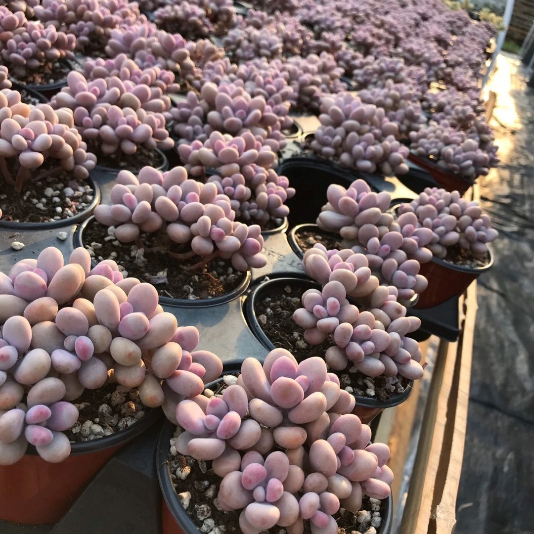 多肉植物丸叶桃蛋群生老桩懒人新手好养花卉绿植盆栽奶酪水光针