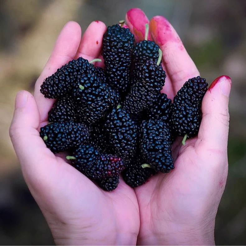 四川攀枝花黑桑椹干 自然晾晒 无添加