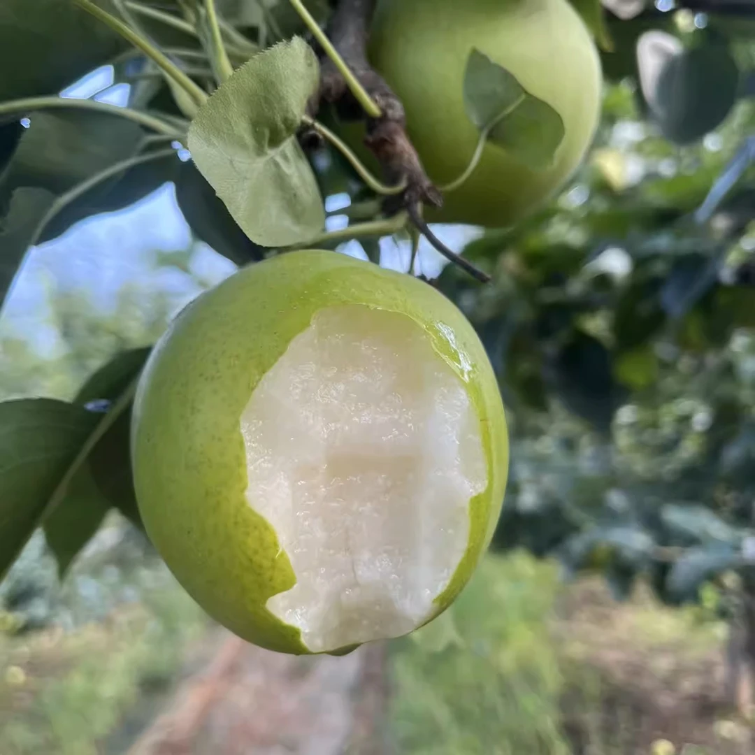 早熟梨，梨子中的爱马仕，正宗湖北襄阳苏翠1号，皮薄汁足酥脆化渣