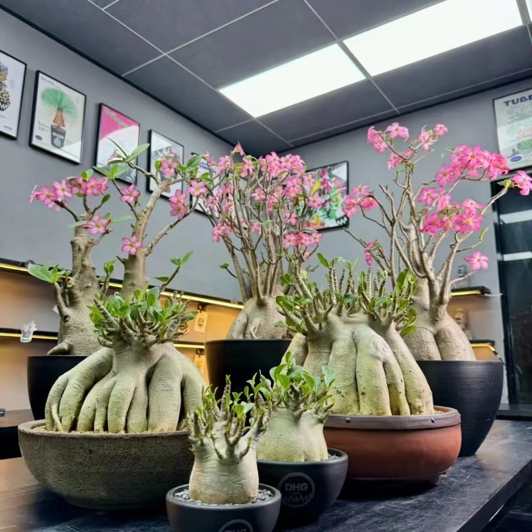 本土植物荟|精品块根植物一物一拍好养耐旱