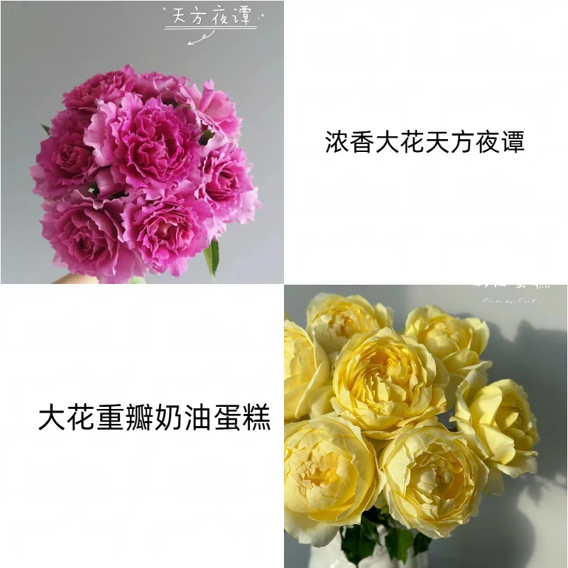 翔云花园【奶油蛋糕+天方夜谭】 盆栽月季阳台月季庭院花卉多季节