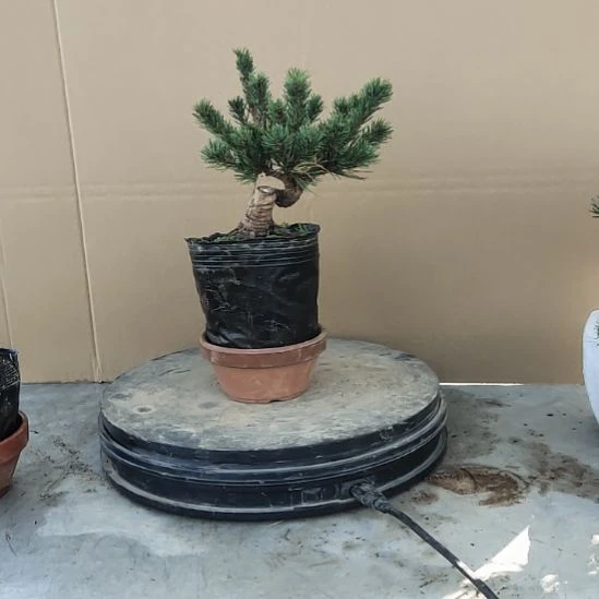 红陶20CM以下矮霸老桩松树盆景