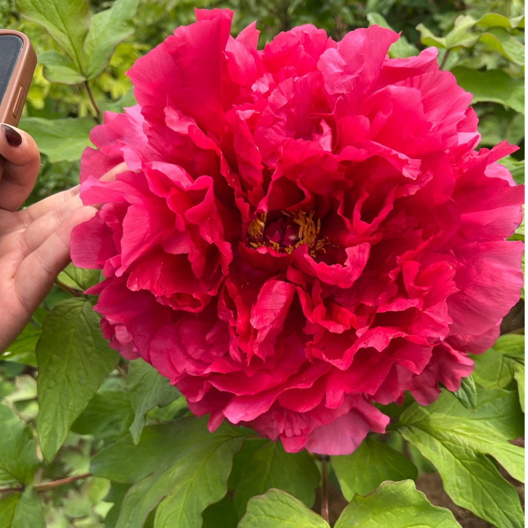 【红色】【旭港】菏泽基地直发对版对花观赏