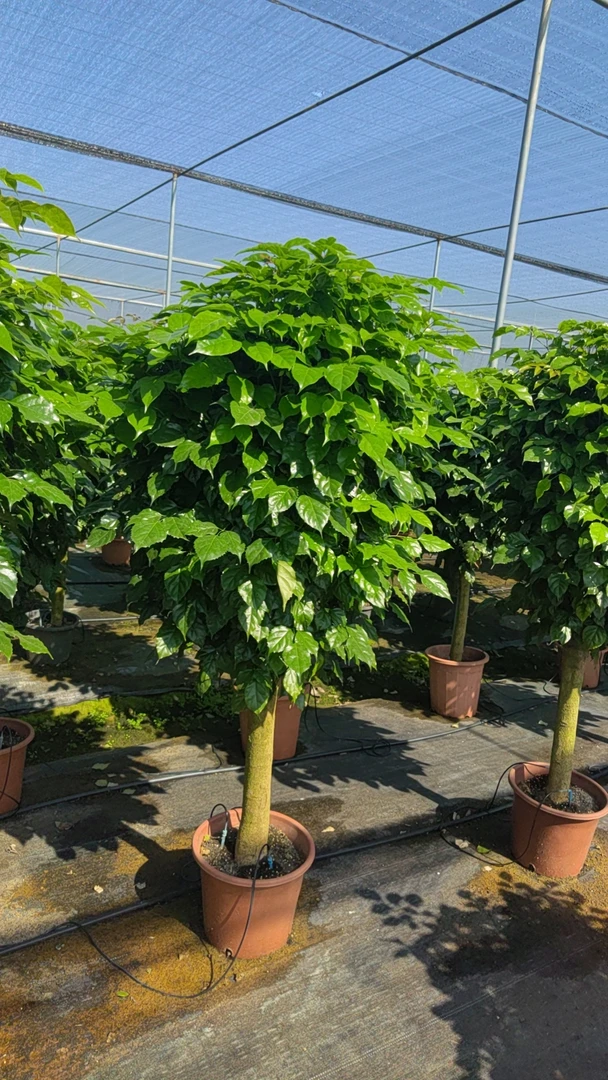 幸福树绿宝老桩四季常青，室内外吸收甲醛净化空气德邦送货上门