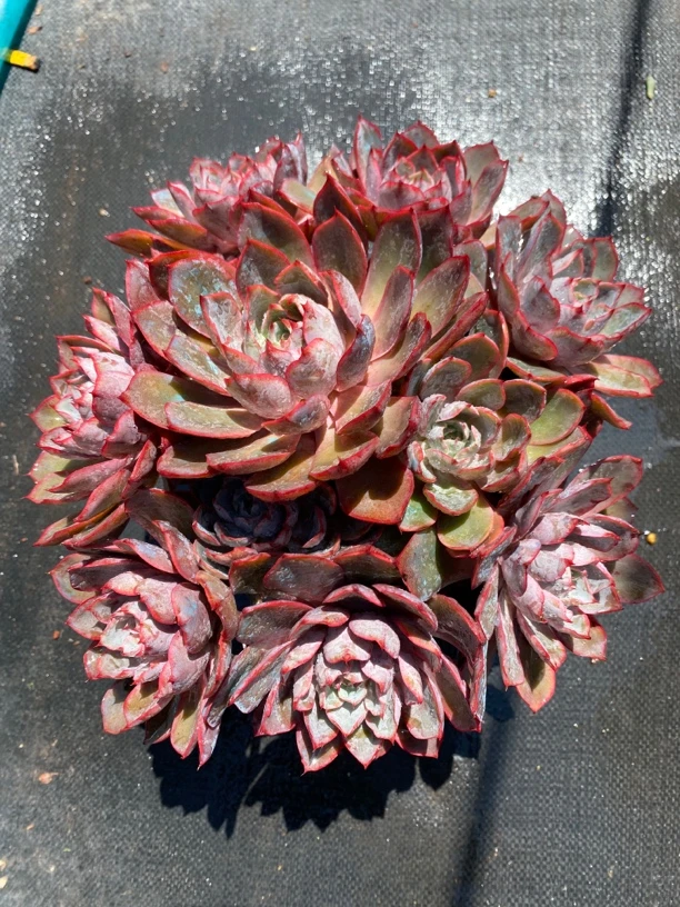 多肉植物红色玫瑰多肉莎莎女王多肉一号链接（一物一拍）直播专用