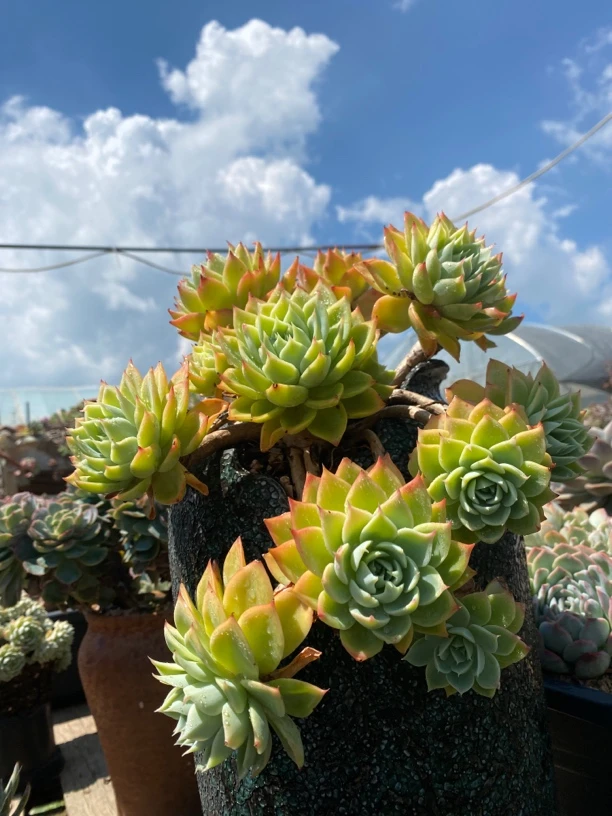 多肉植物五号链接（一物一拍）直播专用盆栽