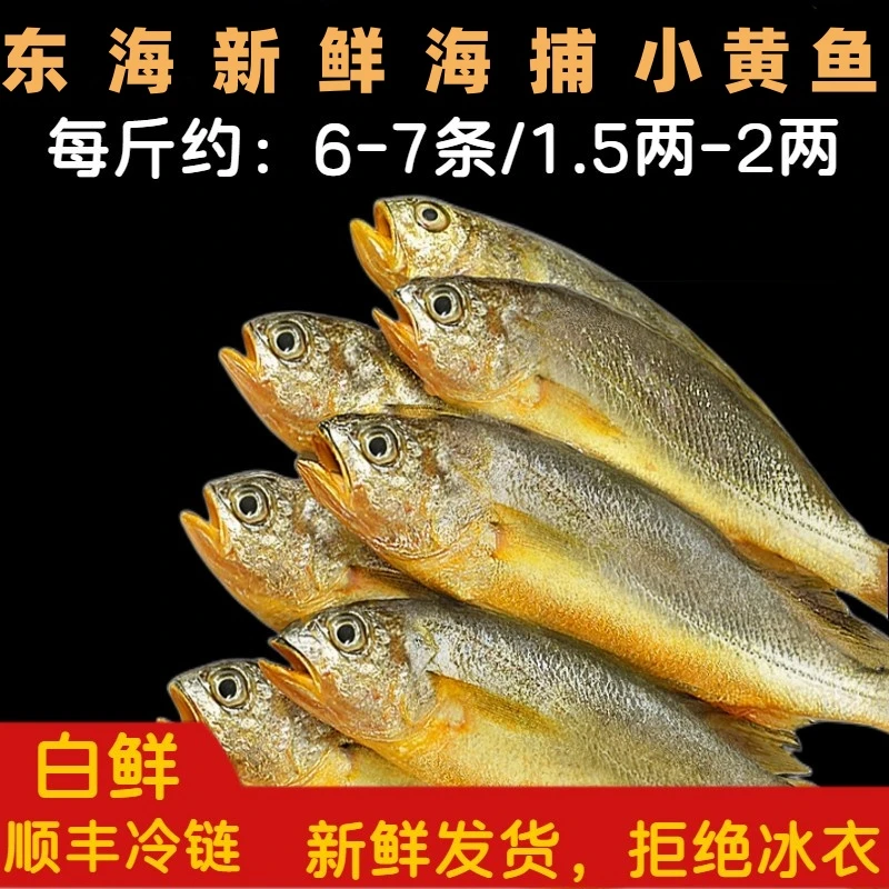 《东海码头》东海新鲜海捕小黄鱼3斤 顺丰快递新鲜   规格1斤6-7条