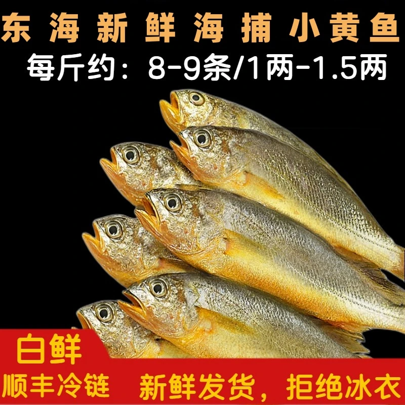 《东海码头》东海新鲜海捕小黄鱼 3斤  顺丰 新鲜   规格1斤8-9条