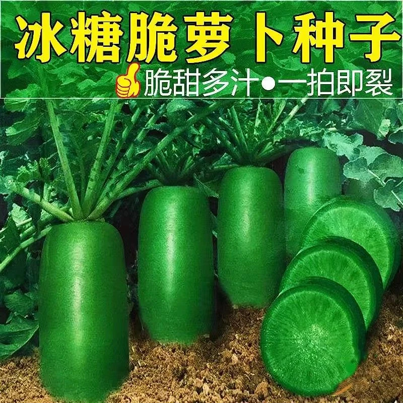 冰糖水果萝卜种子生吃脆甜不生虫不打药农家蔬菜种孑绿萝卜种籽