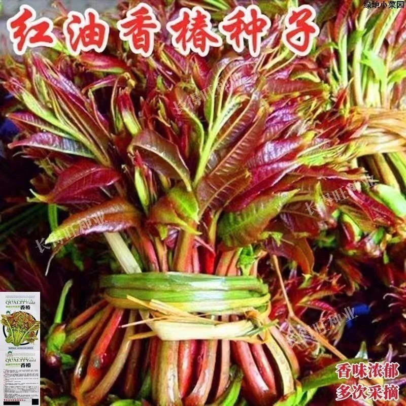 【红油香椿种子】耐寒抗旱香椿树种子春夏秋四季庭院田园蔬菜种籽