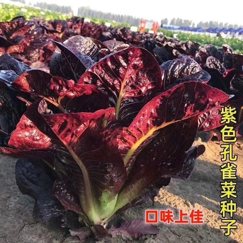 紫孔雀菜种不生虫不打药生吃脆甜高营养直立生菜四季家庭院播生菜