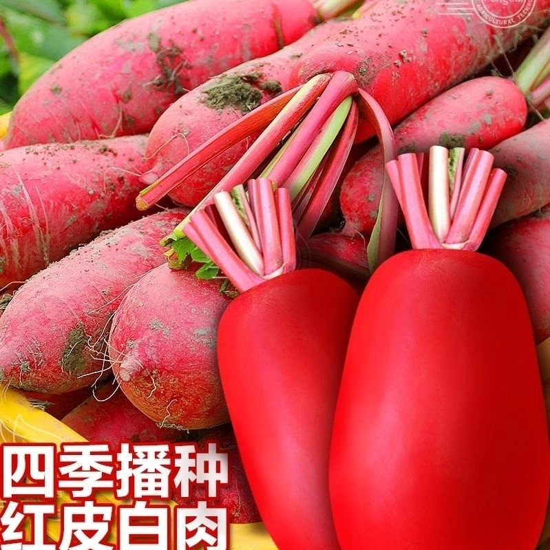 红皮白心萝卜籽大红袍萝卜种籽四季夏季阳台种植蔬菜籽种子孑大全