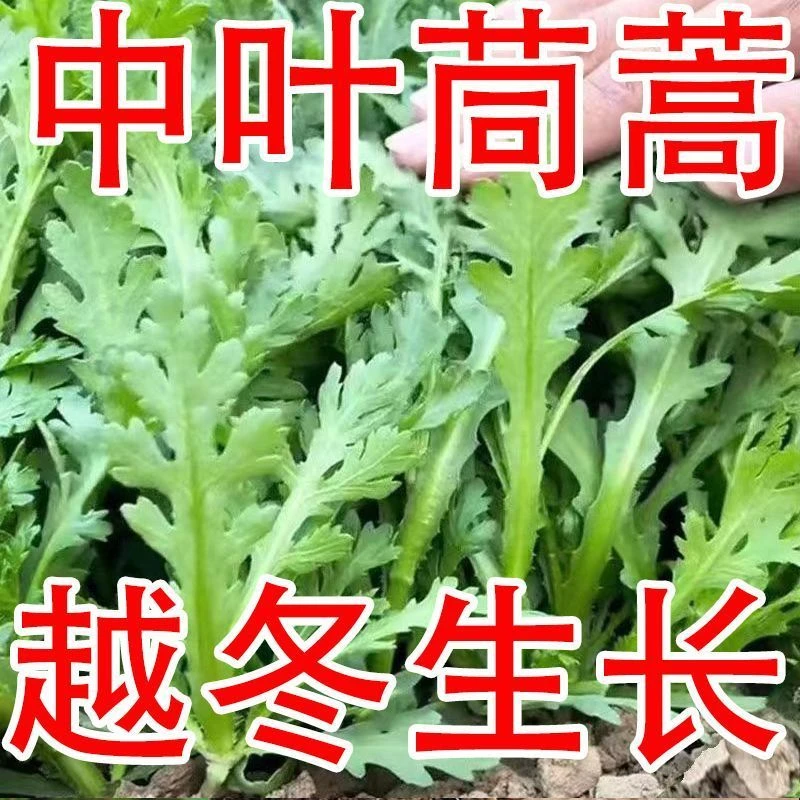 中叶茼蒿种子高产茼蒿种籽春四季播阳台盆栽蔬菜种孑皇帝菜种子