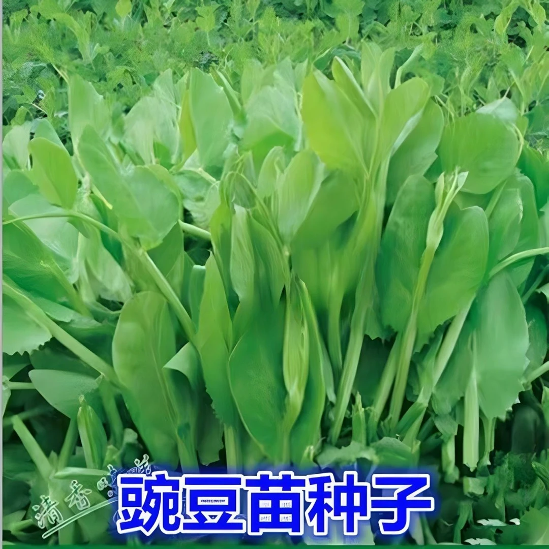 无须豌豆苗种籽豌豆种籽尖芽苗菜种子四季蔬菜孑豌豆苗种碗豆种籽