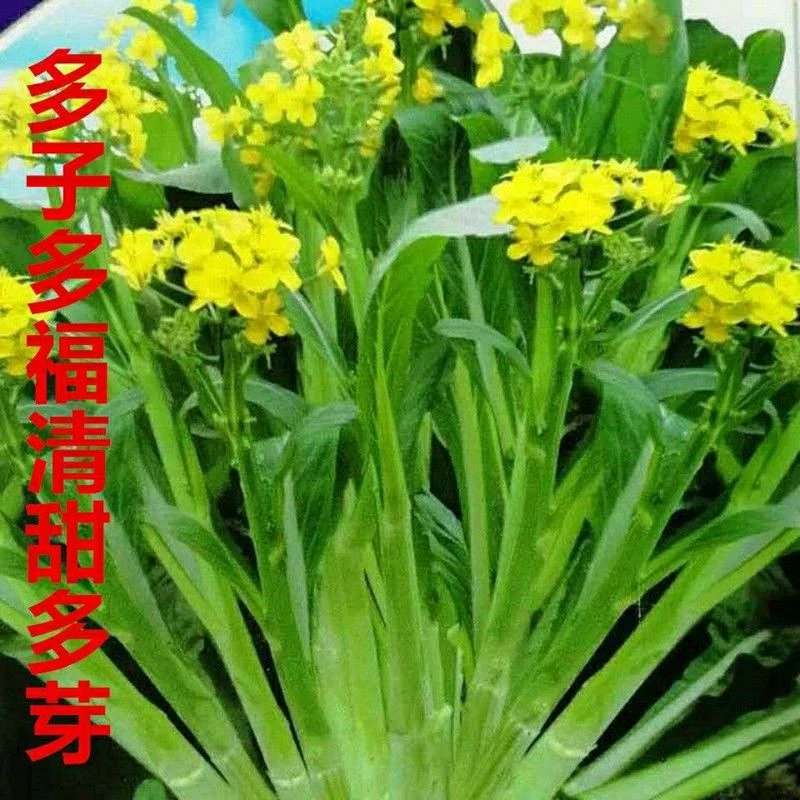 多子多福甜菜心种子多芽菜连州菜心种籽秋季农家庭院菜苔蔬菜种子