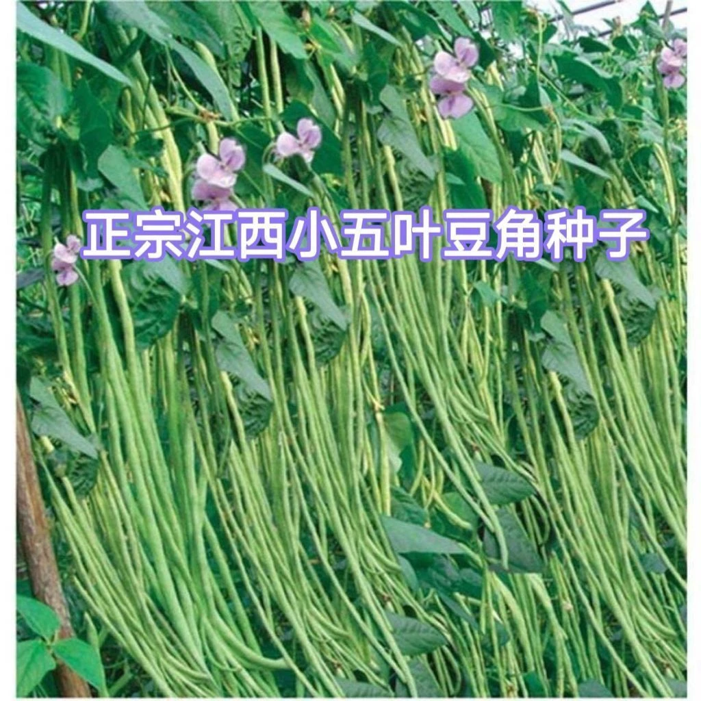 小五叶干枝梅特长豆角种子叶少果多压塌架特长豆角种子豇豆春秋种