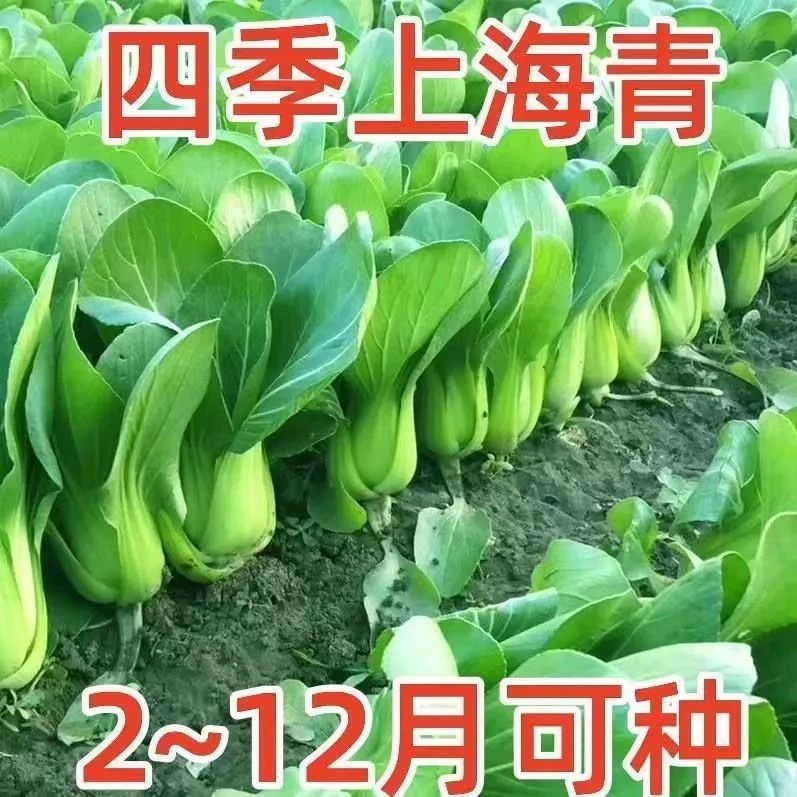 上海青小青菜种子四季油菜种籽正宗耐寒阳台盆栽高产蔬菜种子大全