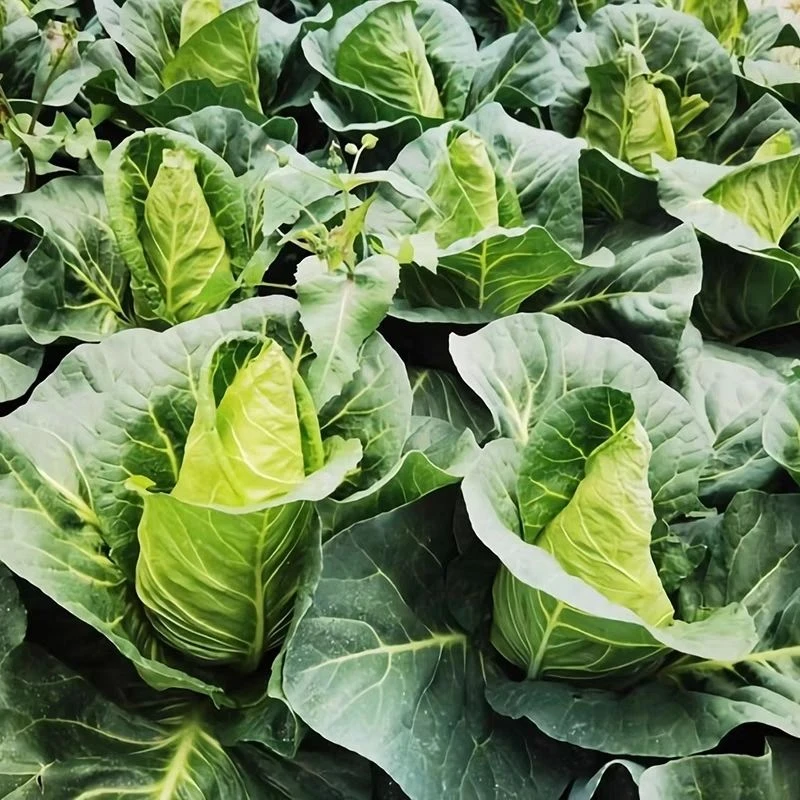 牛心甘蓝种子包菜籽包心菜种子四季耐高温耐寒高产抗病虫蔬菜种子