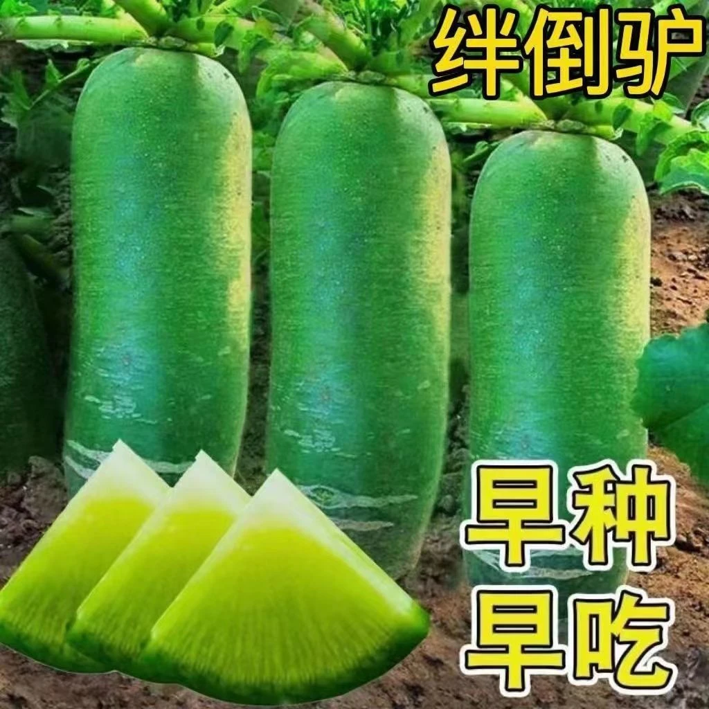 绊倒驴青萝卜种子东北大青萝卜籽秋季大绿萝卜蔬菜种籽甜汁脆高产