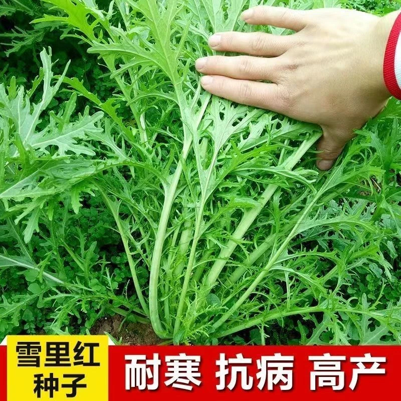 雪里红种子细叶雪里蕻农家雪菜籽春不老蔬菜排菜高产香青菜种籽
