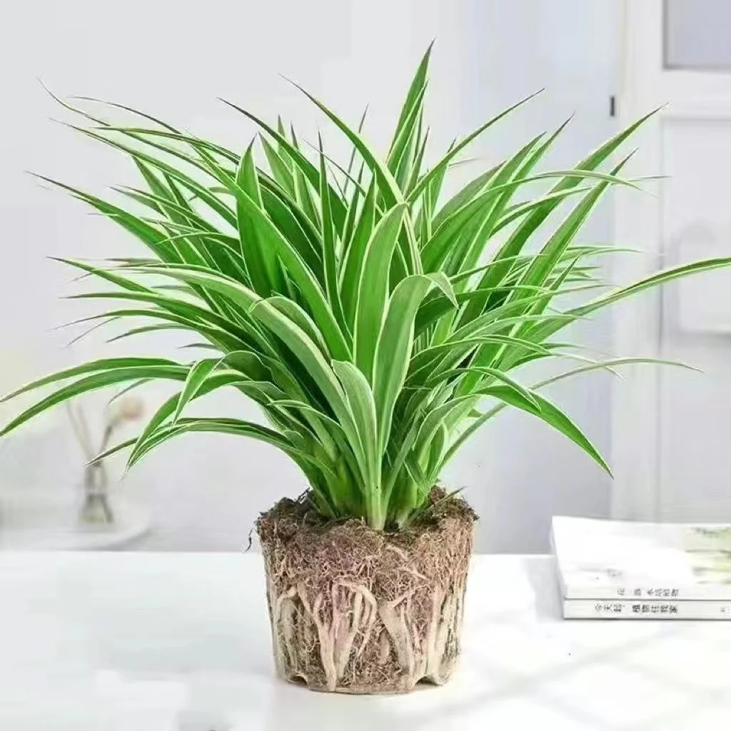 吊兰盆栽金边吊兰四季种植 除甲醛，新房净化空气