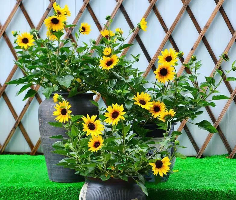 超级向日葵光辉岁月盆栽超长花期多年生阳台庭院四季开花原土发货