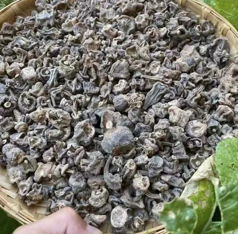 【主播精选】 石斛参 1