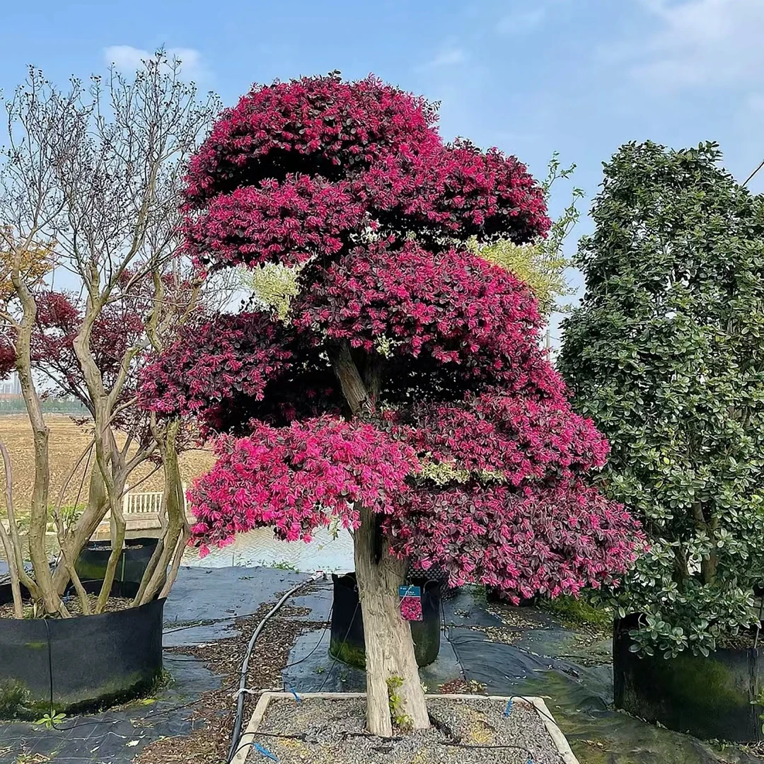 红花檵木适合别墅庭院地栽盆栽