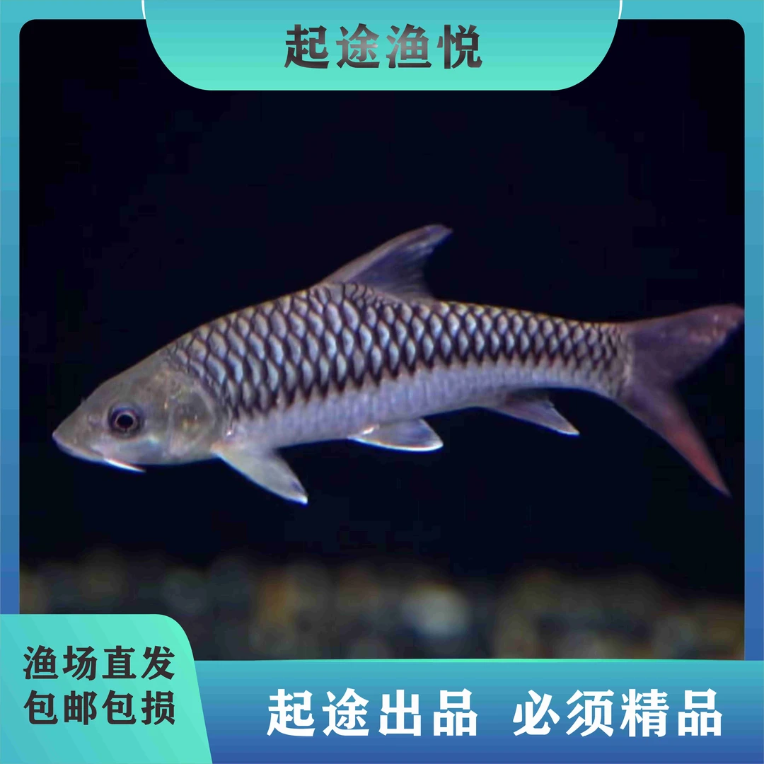 【盈江结鱼】盈江结鱼吉罗鱼观赏鱼进口鱼苗