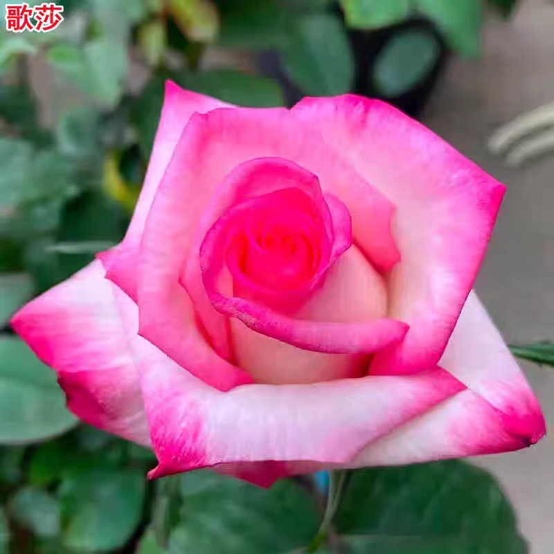 超新品歌莎月季苗灌木大花切花玫瑰庭院阳台盆栽四季开花