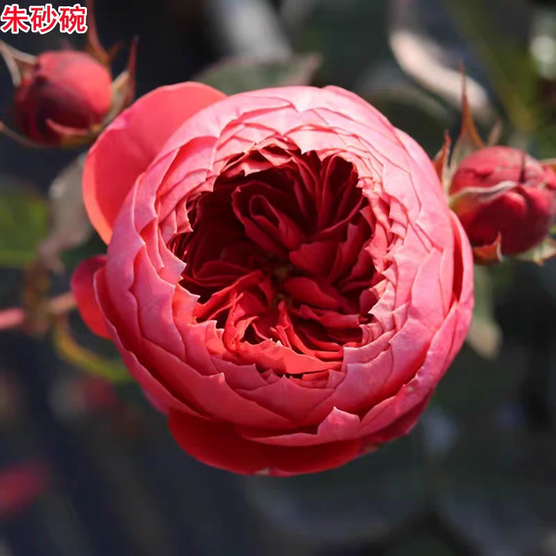 新品朱砂碗月季灌木耐热大花浓香抗病庭院阳台盆栽四季开花