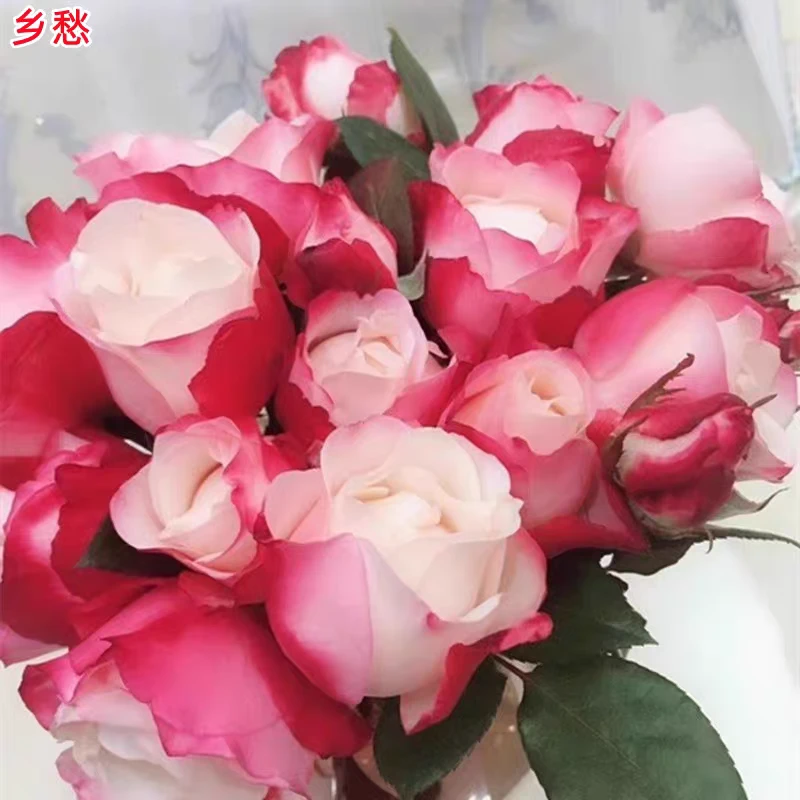 欧月德国丹陶乡愁/思乡月季渐变色大花浓香四季开花庭院阳台种植