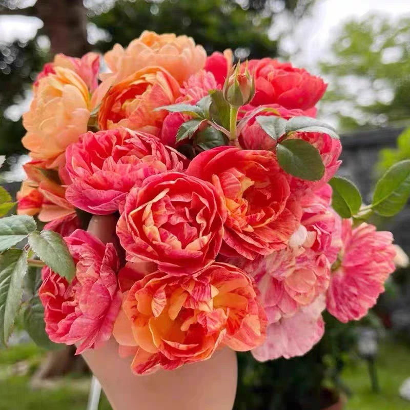 新品果汁飞溅月季芽变果汁一颗多色庭院阳台盆栽四季开花扦插苗