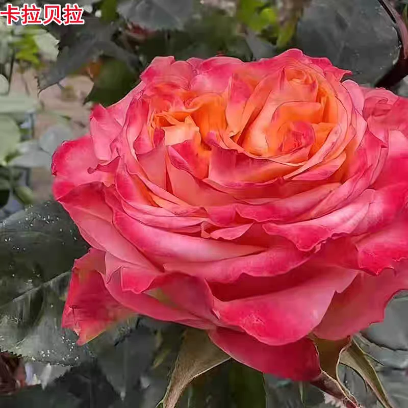 超新品卡拉贝拉月季切花灌木大花玫瑰花苗庭院阳台盆栽四季开花