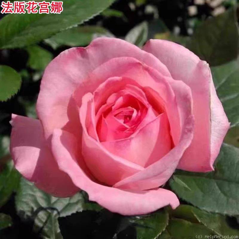 新品法版花宫娜月季苗大花浓香庭院阳台盆栽四季开花玫瑰花苗