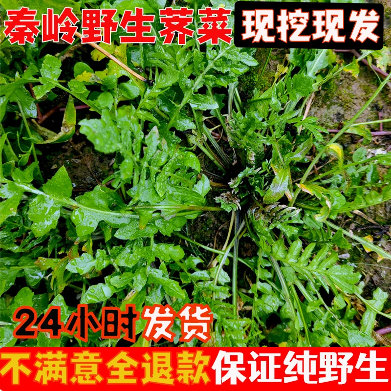 秦岭纯野生荠菜新鲜包邮野生荠荠菜地菜野菜馄饨饺子馅现挖现发