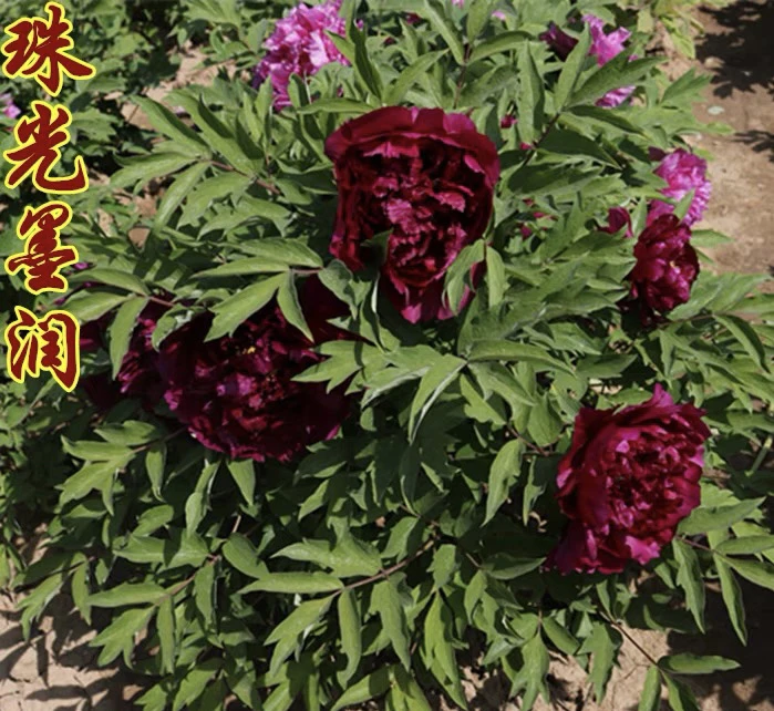 【珠光墨润】暗黑系名品牡丹裸根山东基地直发【先发肥料 秋季发苗】