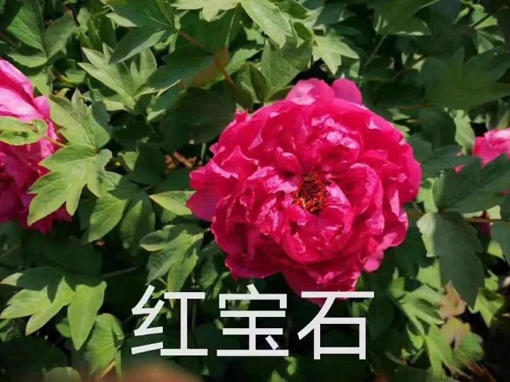 【红宝石】精品红色系裸根重瓣牡丹地栽盆栽耐寒观赏木本趣味春季