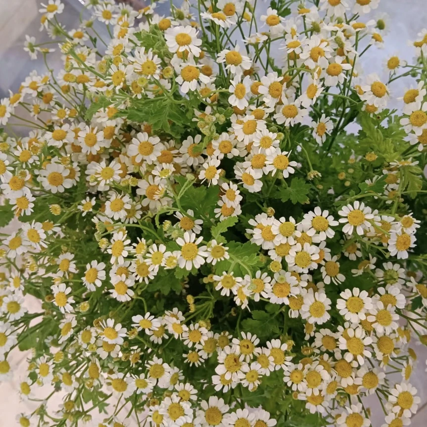 【洋甘菊】云南鲜花基地直发家居办公客厅送情侣闺蜜家人亲朋优选