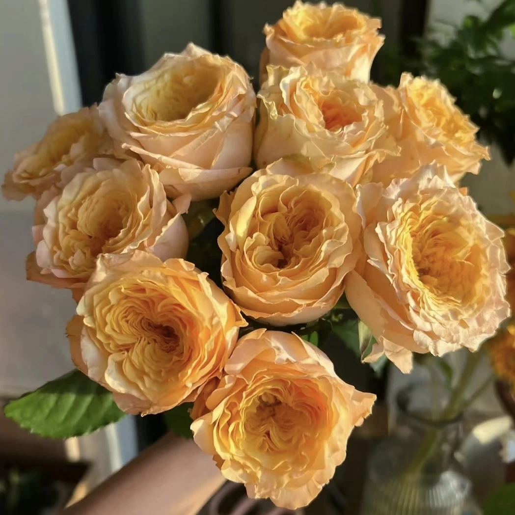 【暴风女神】 云南基地直发玫瑰鲜切花花材家庭商务室内花艺插花