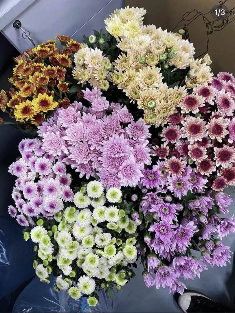 【随机色小菊拍4把送2把】 云南基地直发鲜切花花材家庭花艺插花