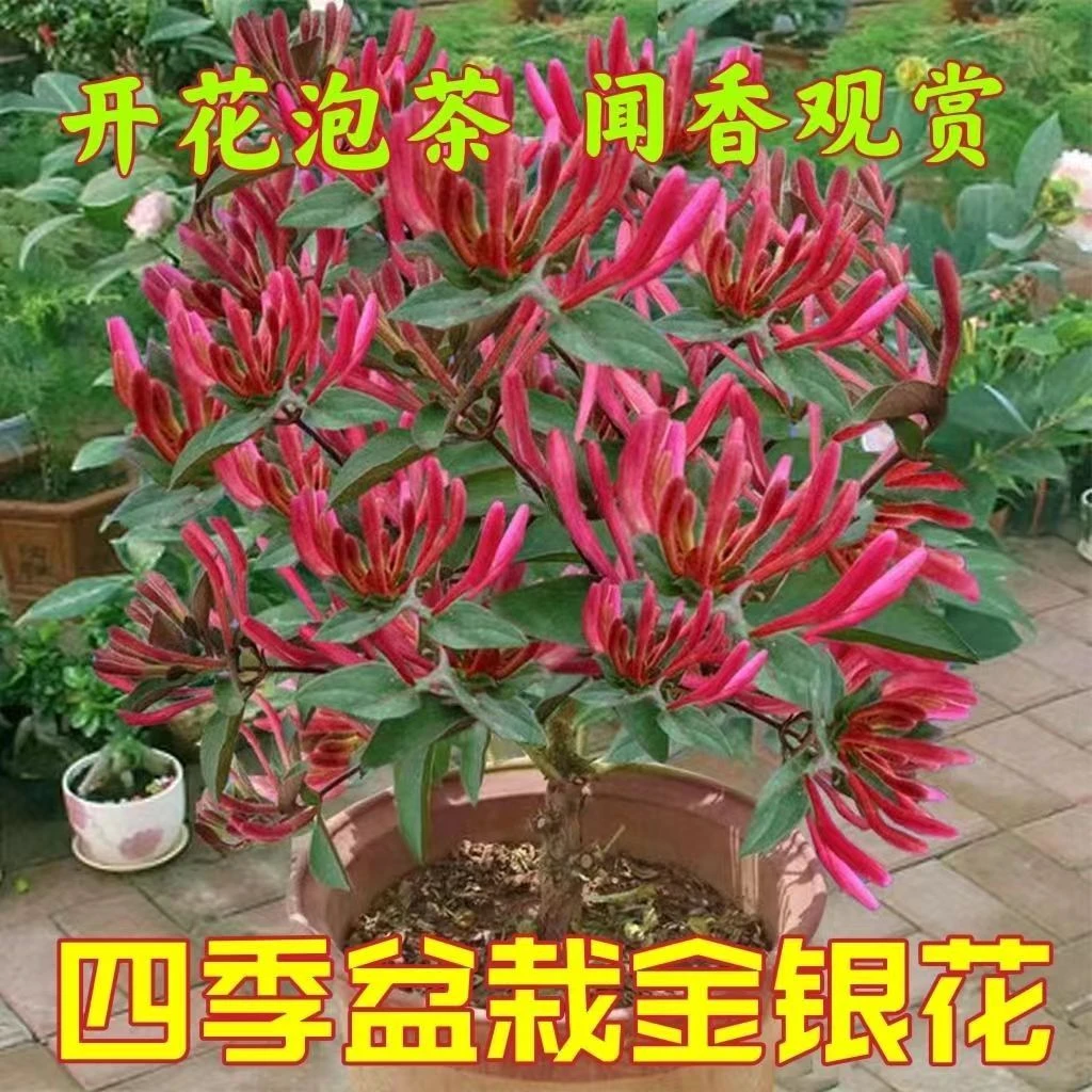 【红红泥浆发货】红色五彩金银花四季闻香观赏泡茶南方北方种植花香