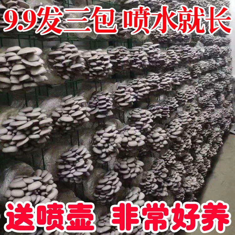 【好养买1发3】菌包好养菌菇种植包食用菌菌棒平菇蘑菇菌包喷水就长