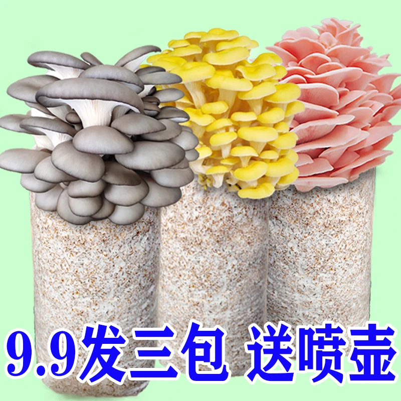 【好养买1发3】平菇喷水就长菌包好养蘑菇菌包菌菇种植包食用菌菌棒