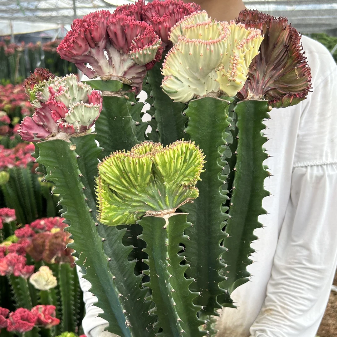 五彩麒麟树  喜高温耐干旱  四季不变  室内外均可种植的懒人花