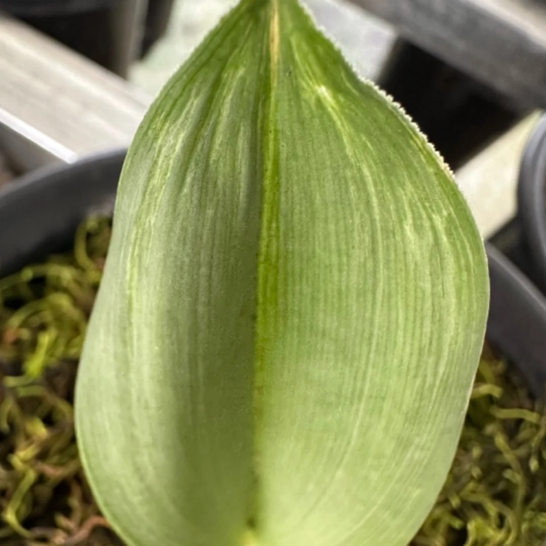 银灰磨砂小叶兰草齐天大圣趣味花卉绿植盆栽