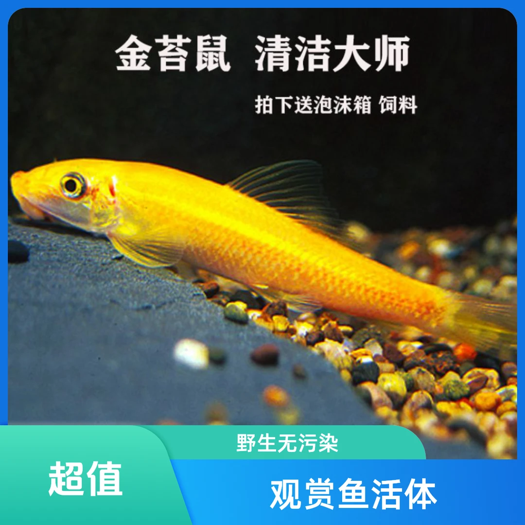 清道夫金苔鼠小型鱼热带淡水鱼饲养吃鱼粪除藻淡水鱼观赏鱼